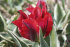 Тюльпан Голливуд (Tulipa Hollywood), 10 шт (разбор 12/14)