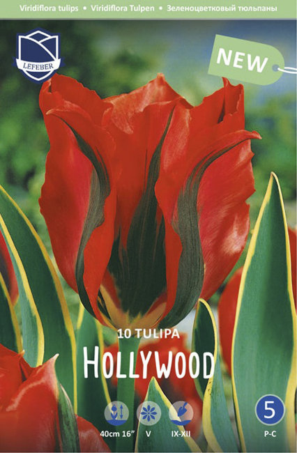 Тюльпан Голливуд (Tulipa Hollywood), 10 шт (разбор 12/14)