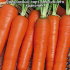 Морковь Лакомство гномов