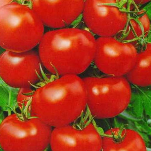 Оля помидор фото и описание