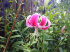 Лилия прекрасная Рубрум (Speciosum Rubrum), 1 шт