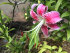 Лилия прекрасная Рубрум (Speciosum Rubrum), 1 шт