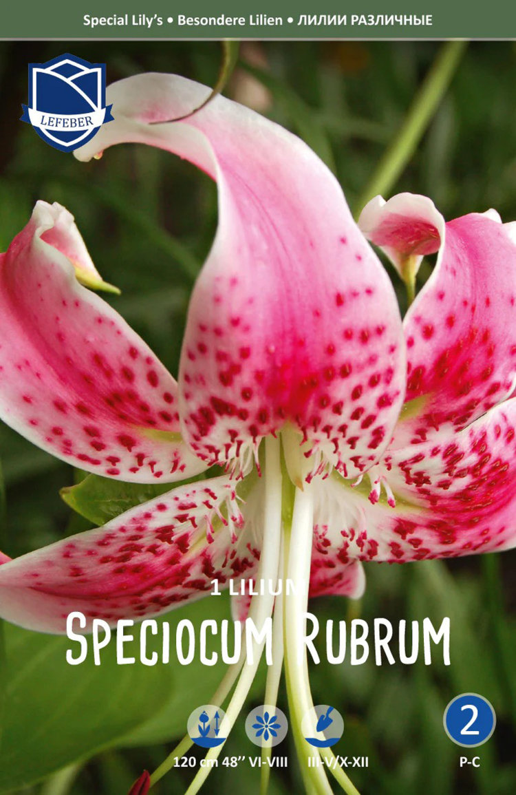 Лилия прекрасная Рубрум (Speciosum Rubrum), 1 шт