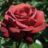 Роза чайно-гибридная Шоколатина