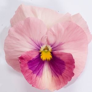 Виола крупноцветковая Динамит Пинк Шейдес (100 шт)