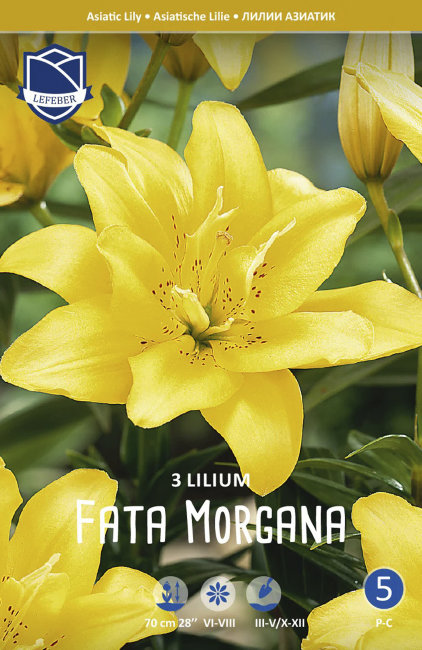Лилия азиатская Фата Моргана (double Fata Morgana), 3 шт