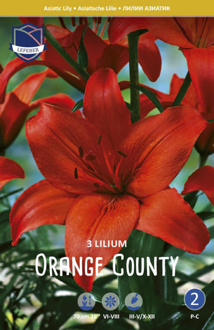 Лилия азиатская Оранж Каунти (Orange County), 3 шт