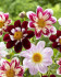 Георгина Колларетте (Collarette Dahlia), 3 шт смесь