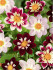 Георгина Колларетте (Collarette Dahlia), 3 шт смесь