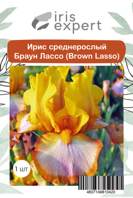 Ирис среднерослый Браун Лассо (Brown Lasso), 1 шт