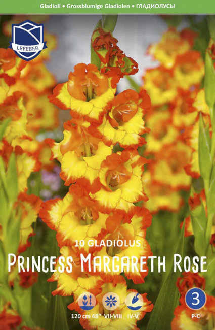 Гладиолус Принцесс Маргарет Роуз (Princess Margaret Rose), 10 шт