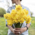 Нарцисс Дик Вилден (Narcissus Dick Wilden), 5 шт (разбор 12/14)