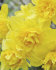 Нарцисс Дик Вилден (Narcissus Dick Wilden), 5 шт (разбор 12/14)