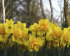 Нарцисс Дик Вилден (Narcissus Dick Wilden), 5 шт (разбор 12/14)