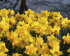 Нарцисс Дик Вилден (Narcissus Dick Wilden), 5 шт (разбор 12/14)