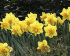 Нарцисс Дик Вилден (Narcissus Dick Wilden), 5 шт (разбор 12/14)