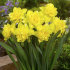 Нарцисс Дик Вилден (Narcissus Dick Wilden), 5 шт (разбор 12/14)