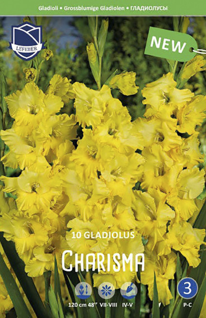 Гладиолус Харизма (Charsima), 10 шт (разбор 14/16)