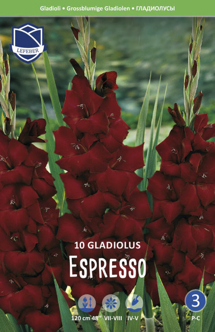Гладиолус Эспрессо (Espresso), 10 шт