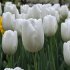 Тюльпан Хакуун (Tulipa Hakuun), 10 шт (разбор 12/14)