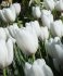 Тюльпан Хакуун (Tulipa Hakuun), 10 шт (разбор 12/14)