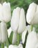 Тюльпан Хакуун (Tulipa Hakuun), 10 шт (разбор 12/14)