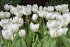 Тюльпан Хакуун (Tulipa Hakuun), 10 шт (разбор 12/14)