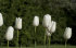 Тюльпан Хакуун (Tulipa Hakuun), 10 шт (разбор 12/14)