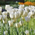 Тюльпан Хакуун (Tulipa Hakuun), 10 шт (разбор 12/14)