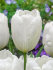 Тюльпан Хакуун (Tulipa Hakuun), 10 шт (разбор 12/14)