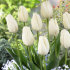 Тюльпан Хакуун (Tulipa Hakuun), 10 шт (разбор 12/14)