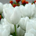 Тюльпан Хакуун (Tulipa Hakuun), 10 шт (разбор 12/14)