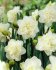 Нарцисс Обдам (Narcissus Obdam), 5 шт (разбор 12/14)