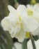 Нарцисс Обдам (Narcissus Obdam), 5 шт (разбор 12/14)