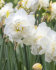 Нарцисс Обдам (Narcissus Obdam), 5 шт (разбор 12/14)