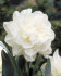 Нарцисс Обдам (Narcissus Obdam), 5 шт (разбор 12/14)