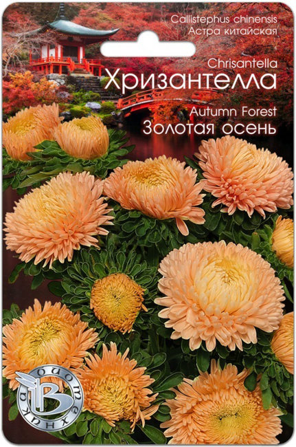 Астра китайская Хризантелла Золотая осень, 30 шт семян