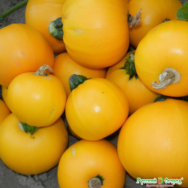Кабачок желтоплодный Апельсинка F1 (Вкуснятина)