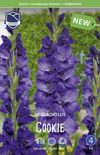 Гладиолус Куки (Cookie), 10 шт