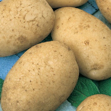 Картофель Аусония (семена)
