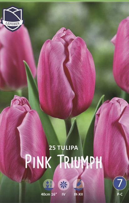 Тюльпан Пинк Триумф (Tulipa Pink Triumph), 25 шт (разбор 11/12)