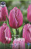 Тюльпан Пинк Триумф (Tulipa Pink Triumph), 25 шт (разбор 11/12)