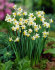 Нарцисс Каналикулатус (Narcissus Canaliculatis), 10 шт (разбор 10/12)