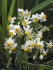 Нарцисс Каналикулатус (Narcissus Canaliculatis), 10 шт (разбор 10/12)