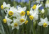 Нарцисс Каналикулатус (Narcissus Canaliculatis), 10 шт (разбор 10/12)