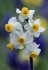 Нарцисс Каналикулатус (Narcissus Canaliculatis), 10 шт (разбор 10/12)
