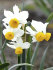 Нарцисс Каналикулатус (Narcissus Canaliculatis), 10 шт (разбор 10/12)