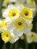 Нарцисс Каналикулатус (Narcissus Canaliculatis), 10 шт (разбор 10/12)