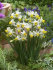 Нарцисс Каналикулатус (Narcissus Canaliculatis), 10 шт (разбор 10/12)