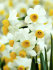 Нарцисс Каналикулатус (Narcissus Canaliculatis), 10 шт (разбор 10/12)